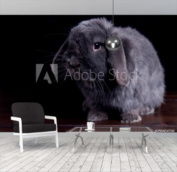 Picture of Big gray rabbit on a dark wooden background